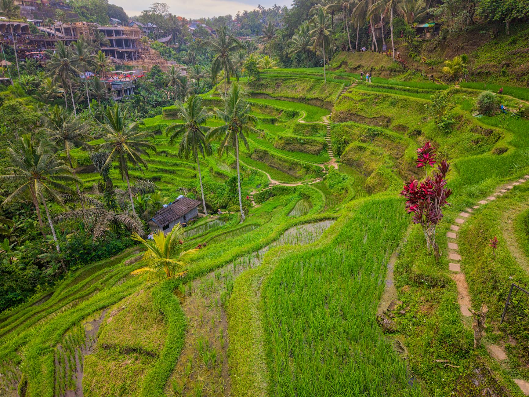 Tegallalang rice terraces in Ubud, Bali, family travel